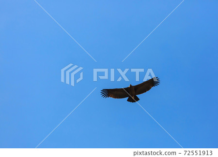 Condor Condor 72551913