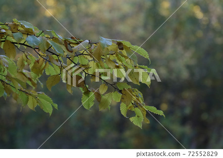 Branch with leaves in the autumn park. Branch with leaves in the autumn park. 72552829