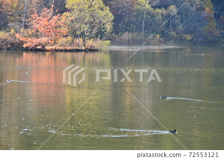 Waterfowl swimming on the surface of autumn leaves Waterfowl swimming on the surface of autumn leaves 72553121