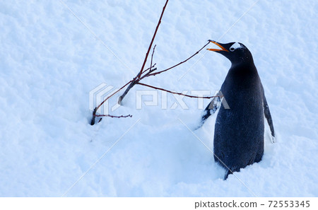 Gentoo penguin 72553345