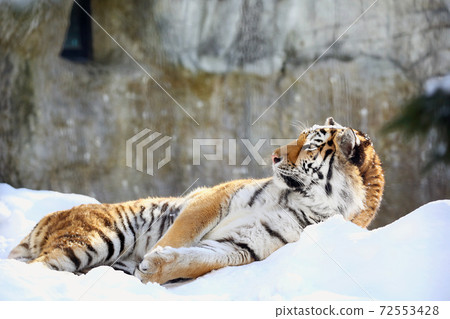 Amur tiger on the snow Amur tiger on the snow 72553428