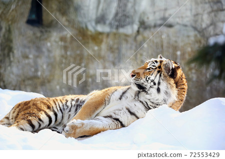 Amur tiger on the snow Amur tiger on the snow 72553429