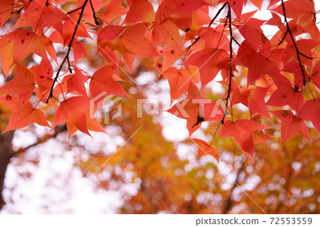 Kaede of sunlight through the trees 5 Kaede of sunlight through the trees 5 72553559