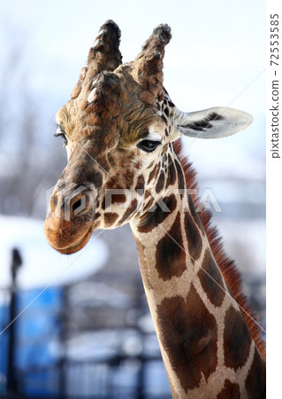 Reticulated giraffe 72553585