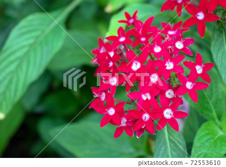 Purple amnd White, Small flowers Purple amnd White, Small flowers 72553610