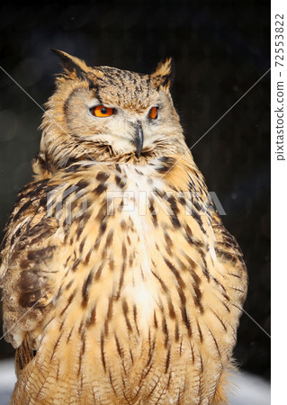 Eagle Misukazu Eagle Misukazu 72553822