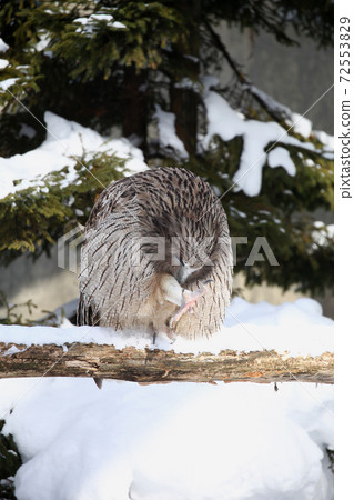 Shimous owl Shimous owl 72553829