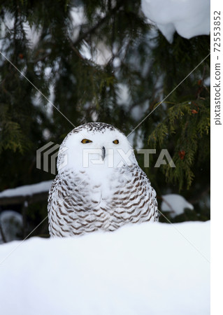 Snowy owl 72553852