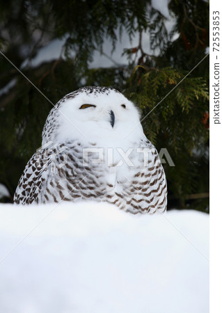 Snowy owl 72553853
