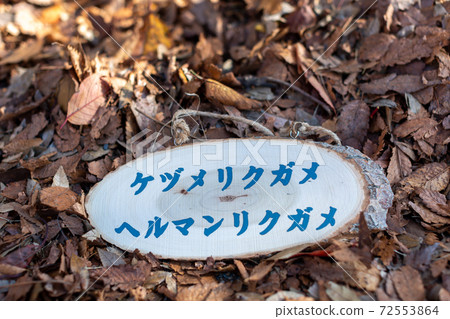 樹樁藝術標籤 72553864