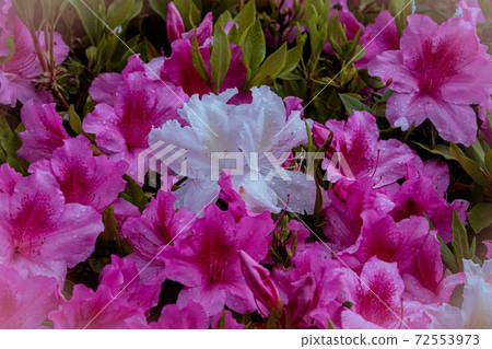 White azalea 72553973