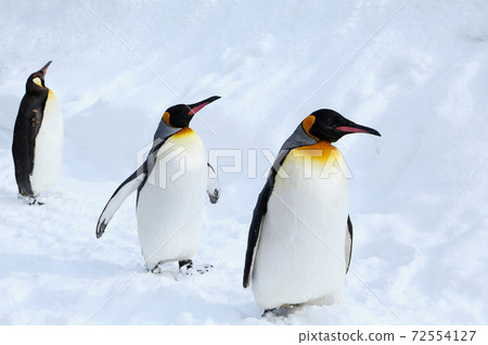 King penguin walk King penguin walk 72554127