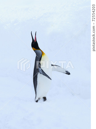King penguin King penguin 72554203