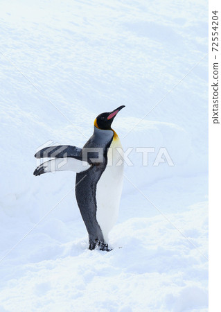 King penguin 72554204