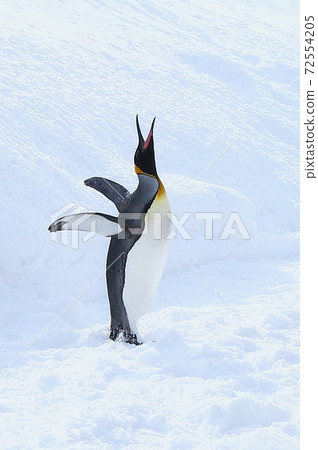 King penguin 72554205