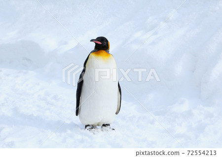 King penguin 72554213