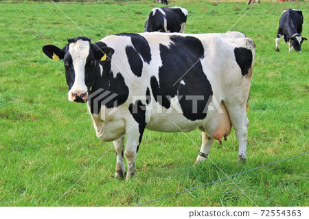 Holstein cattle 72554363