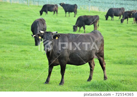 Japanese beef 72554365