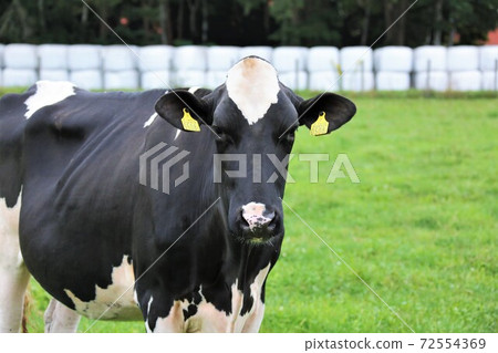 Holstein cattle Holstein cattle 72554369