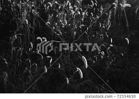 Setaria viridis shining in the morning light 72554630