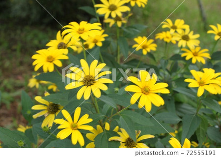 Jerusalem artichoke Jerusalem artichoke 72555191