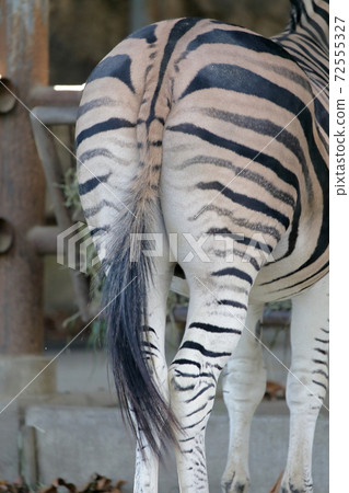 後視圖（愛知縣名古屋市島沼市，東山動物園和植物園的尾巴） 72555327