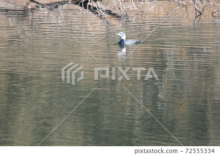 Great cormorant swimming (Yorii Town, Osato District, Saitama Prefecture) 72555334