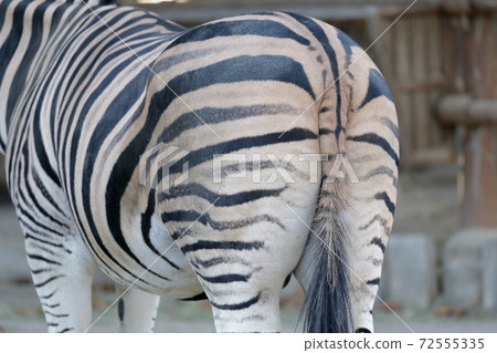 Back view (Zebra tail, Nagoya City, Aichi Prefecture, Higashiyama Zoo and Botanical Garden) 72555335