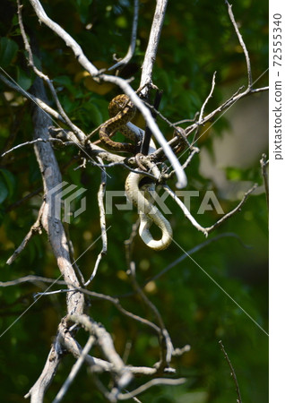 Snake swallowing birds on the tree (Tachikawa Park / Tachikawa City, Tokyo) 72555340