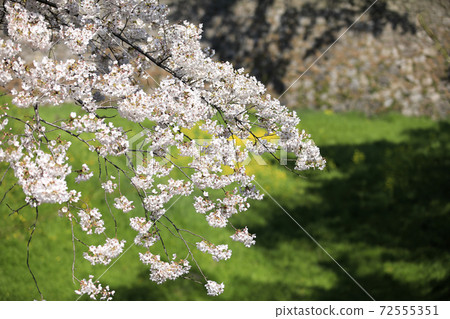 櫻花盛開，吉野櫻花盛開，櫻花之花別墅 72555351