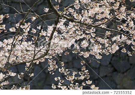 Sakura in full bloom, Yoshino cherry blossoms in full bloom, Sakura flower villa Sakura in full bloom, Yoshino cherry blossoms in full bloom, Sakura flower villa 72555352