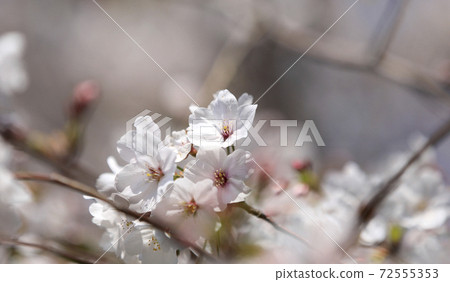 櫻花盛開,吉野櫻花盛開,櫻花之花別墅 櫻花盛開,吉野櫻花盛開,櫻花之花別墅 72555353