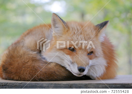 A fox that curls up like an ornament 72555428