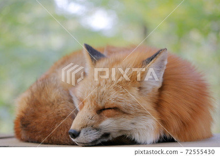 A fox that curls up and sleeps 72555430