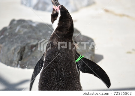 洪堡企鵝的背面 72555802