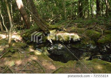 地球上的裂縫（山梨縣南多多縣富士河口湖町西湖野生鳥類森林公園/ 2068西湖） 72555814