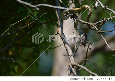 Snake swallowing birds on the tree (Tachikawa Park / Tachikawa City, Tokyo) 72555817