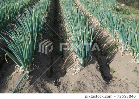 大河劇舞台，深谷特產，深谷根基 72555840