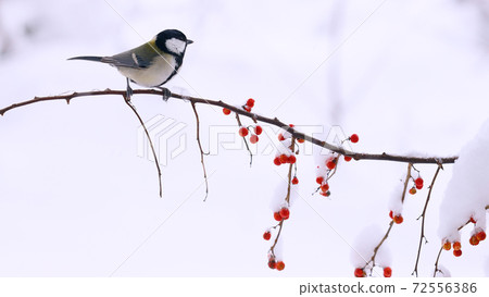 棲息在冰雪覆蓋的藤蔓上的雌性Shijukara 72556386