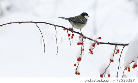 棲息在冰雪覆蓋的藤蔓上的雌性Shijukara 棲息在冰雪覆蓋的藤蔓上的雌性Shijukara 72556387