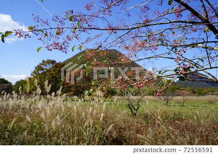 See Haruna Fuji and Mayumi with red fruits from the Yusuge Road in Numanohara, Haruna Kogen, Gunma Prefecture. See Haruna Fuji and Mayumi with red fruits from the Yusuge Road in Numanohara, Haruna Kogen, Gunma Prefecture. 72556591