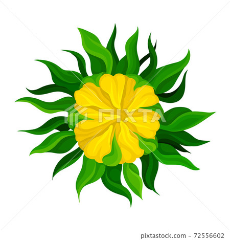 Sunflower Bud with Green Leaves and Yellow Petals Vector Illustration Sunflower Bud with Green Leaves and Yellow Petals Vector Illustration 72556602
