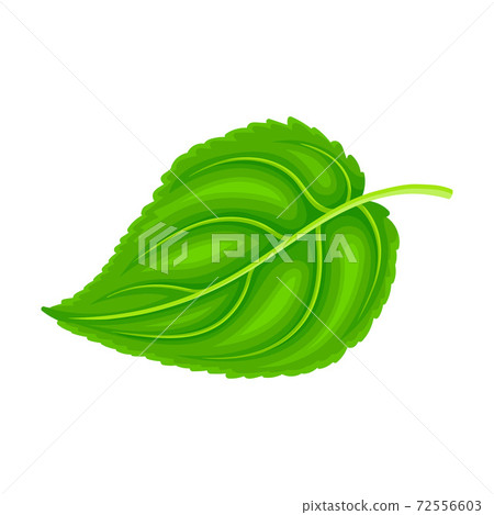 Green Petiolate Heart-shaped Sunflower Leaf with Fibers Vector Illustration Green Petiolate Heart-shaped Sunflower Leaf with Fibers Vector Illustration 72556603