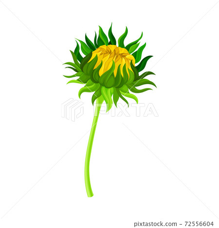 Green Stem of Sunflower with Closed Flower Head Vector Illustration Green Stem of Sunflower with Closed Flower Head Vector Illustration 72556604