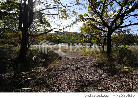 Gunma Prefecture Haruna Kogen Numanohara Yusuge no Michi Mountain side road 72556630