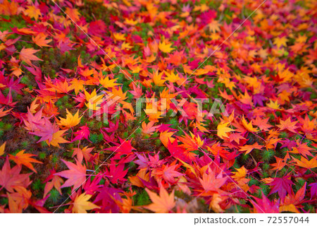 Hofukuji Temple Maple Fallen Leaves Nishiki Carpet Soja City, Okayama Prefecture Hofukuji Temple Maple Fallen Leaves Nishiki Carpet Soja City, Okayama Prefecture 72557044