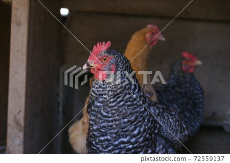 3 chickens, 2 Okazaki Ohan and 1 Nagoya Cochin 3 chickens, 2 Okazaki Ohan and 1 Nagoya Cochin 72559137