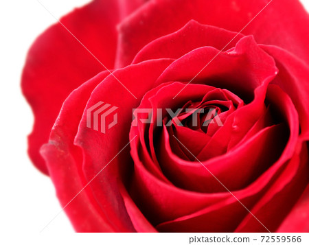 Red rose flower Red rose flower 72559566