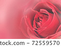 玫瑰花朵圖形 72559570