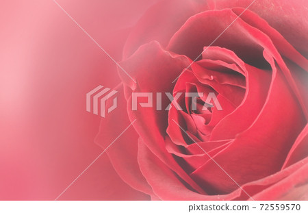 Rose flower up graphic Rose flower up graphic 72559570